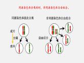 第二节  基因在染色体上课件PPT