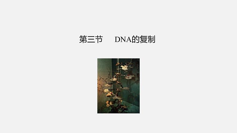 第三节  DNA的复制课件PPT第2页