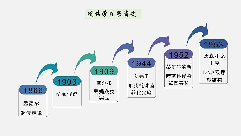 第三节  DNA的复制课件PPT第4页