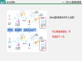 第三节  DNA的复制课件PPT