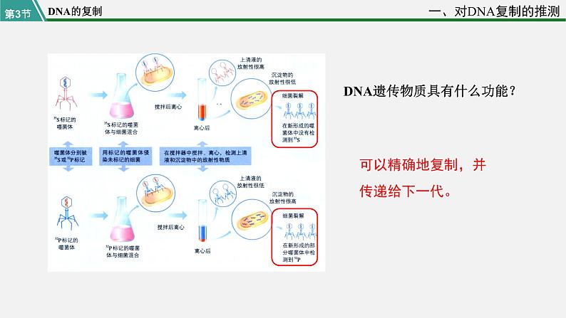 第三节  DNA的复制课件PPT第5页