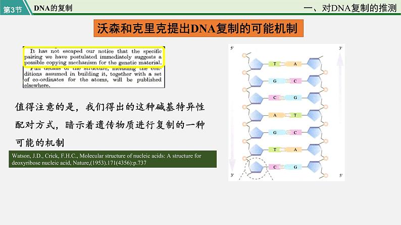 第三节  DNA的复制课件PPT第6页