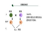 第四节  基因通常是有遗传效应的DNA片段课件PPT