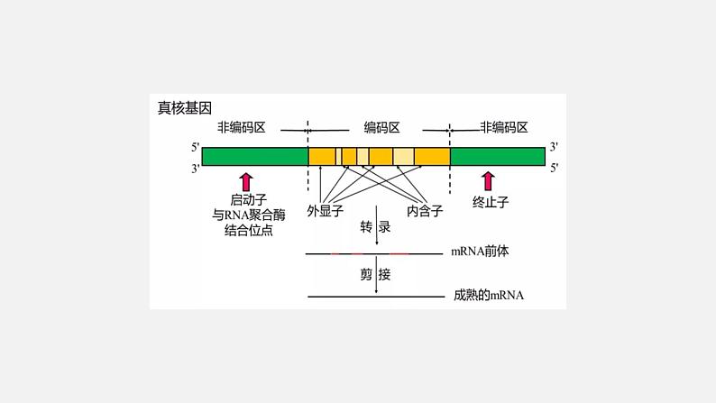 第二节  基因表达与性状的关系（课时2）课件PPT第3页