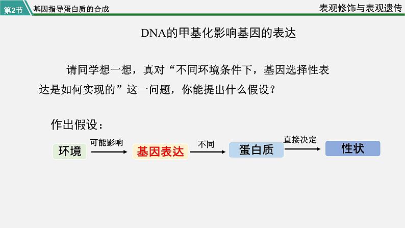 第二节  基因表达与性状的关系（课时2）课件PPT第7页