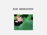 第一节  基因突变和基因重组课件PPT