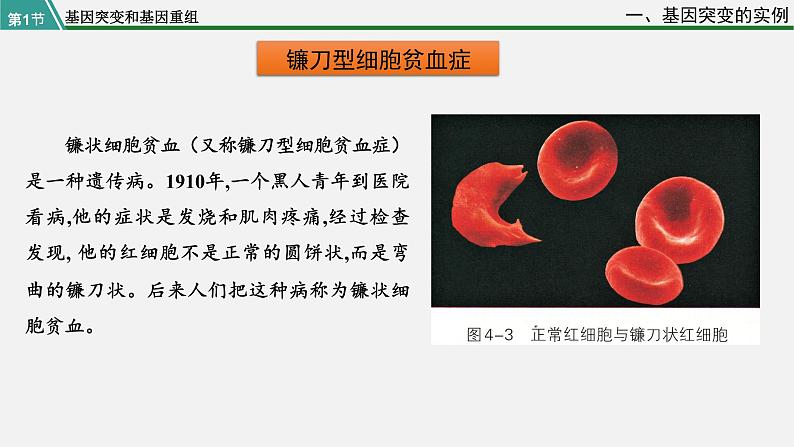 第一节  基因突变和基因重组课件PPT第5页