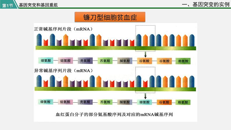 第一节  基因突变和基因重组课件PPT第7页