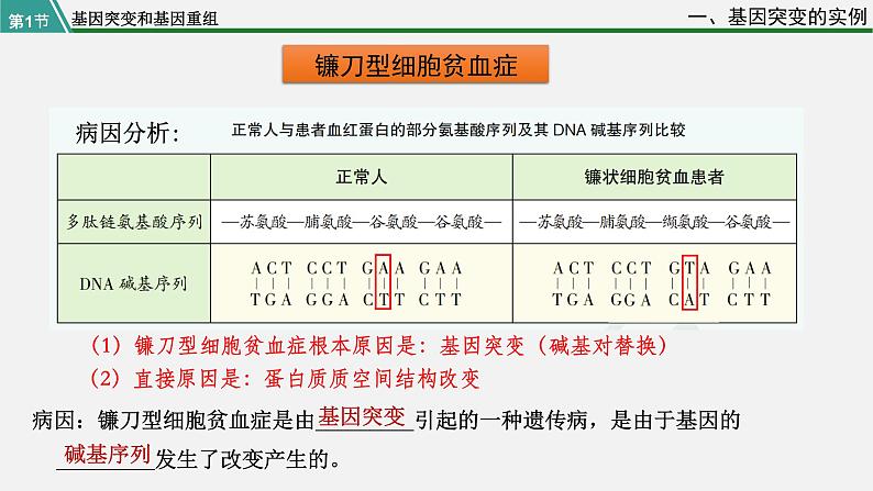 第一节  基因突变和基因重组课件PPT第8页