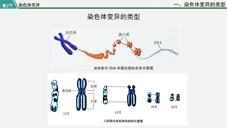 第二节  染色体变异课件PPT第5页