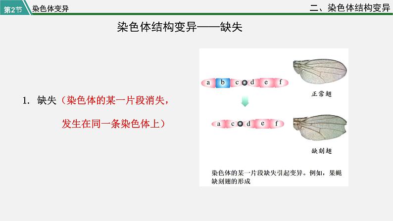 第二节  染色体变异课件PPT第8页