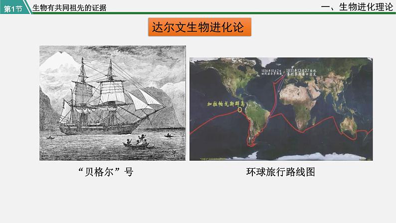 第一节  生物有共同祖先的证据课件PPT第7页