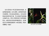 第四节  协同进化与生物多样性的形成课件PPT