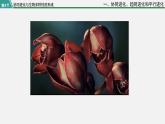 第四节  协同进化与生物多样性的形成课件PPT