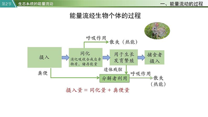 第2节   生态系统的能量流动课件PPT第7页