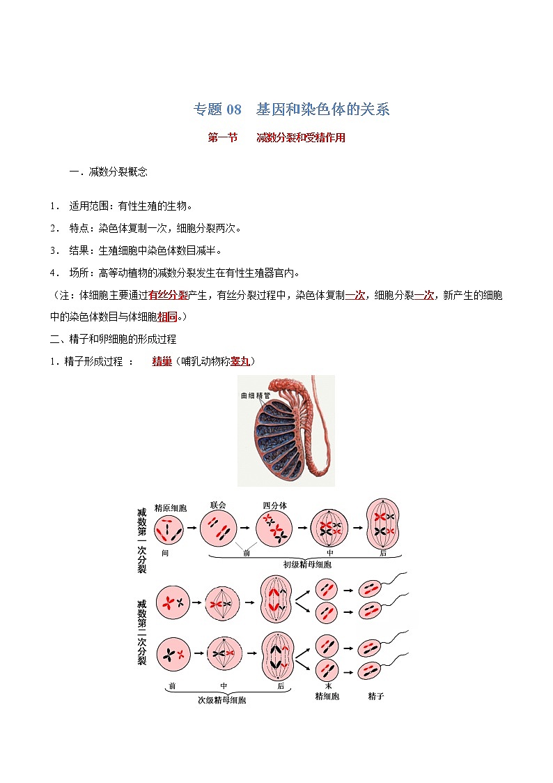 高中生物专题08 基因和染色体的关系-2021年高考生物一轮复习知识点梳理与归纳第1页