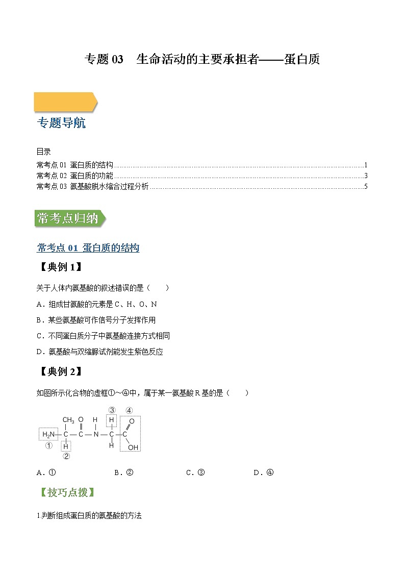 专题03 生命活动的主要承担者——蛋白质-高三毕业班生物常考点归纳与变式演练（原卷版）第1页