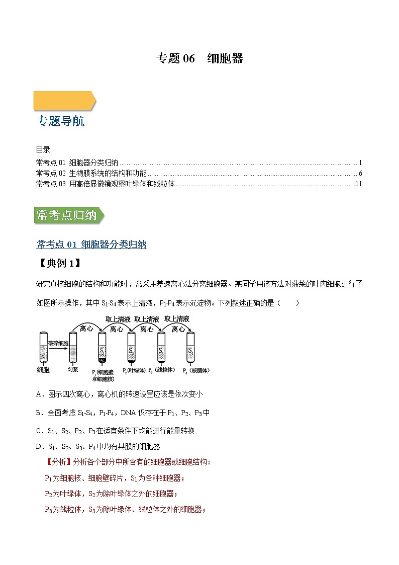 专题06 细胞器-高三毕业班生物常考点归纳与变式演练（解析版）第1页