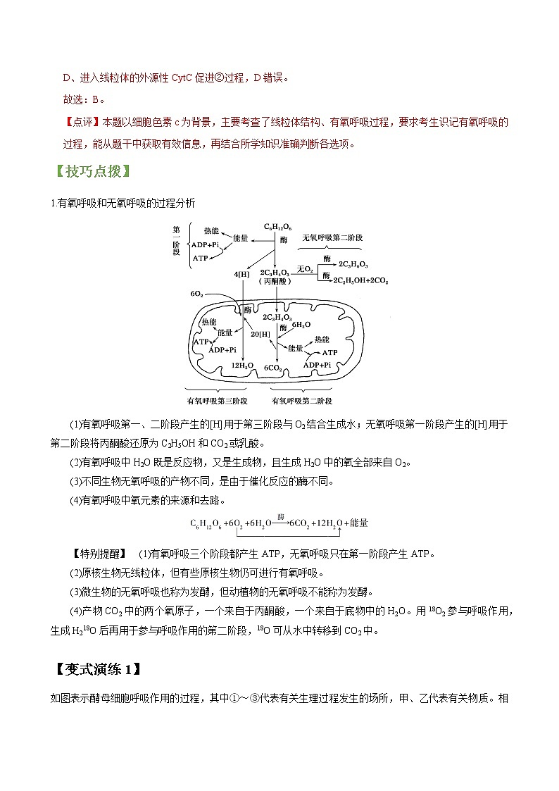 专题10 细胞呼吸-高三毕业班生物常考点归纳与变式演练（解析版）第3页