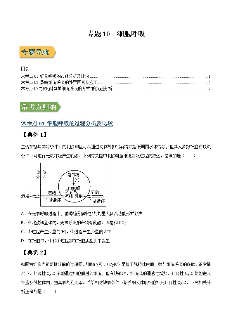 专题10 细胞呼吸-高三毕业班生物常考点归纳与变式演练（原卷版）第1页