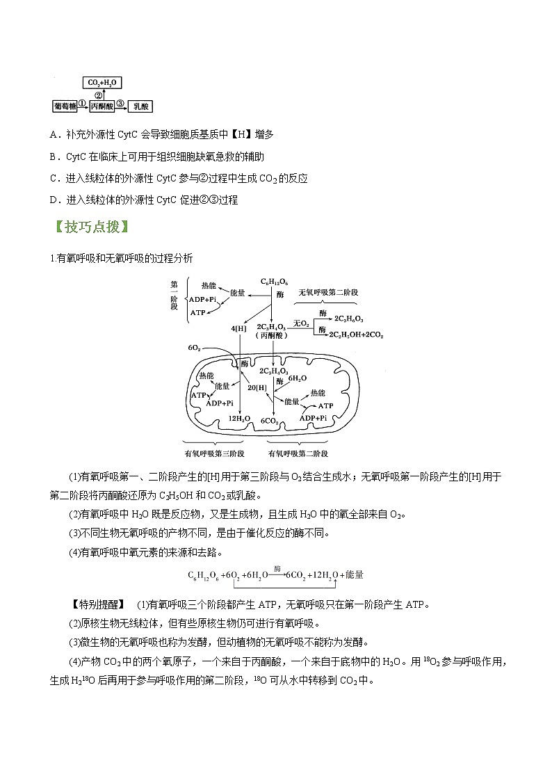 专题10 细胞呼吸-高三毕业班生物常考点归纳与变式演练（原卷版）第2页