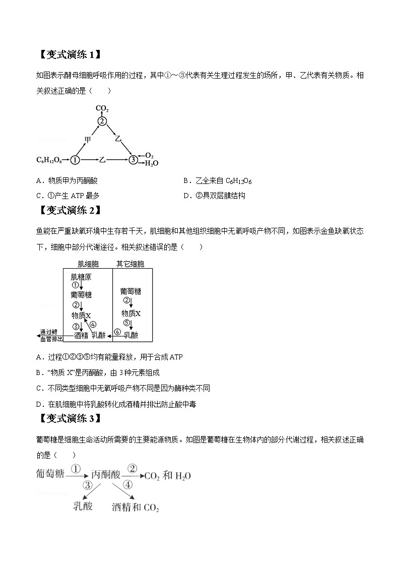 专题10 细胞呼吸-高三毕业班生物常考点归纳与变式演练（原卷版）第3页