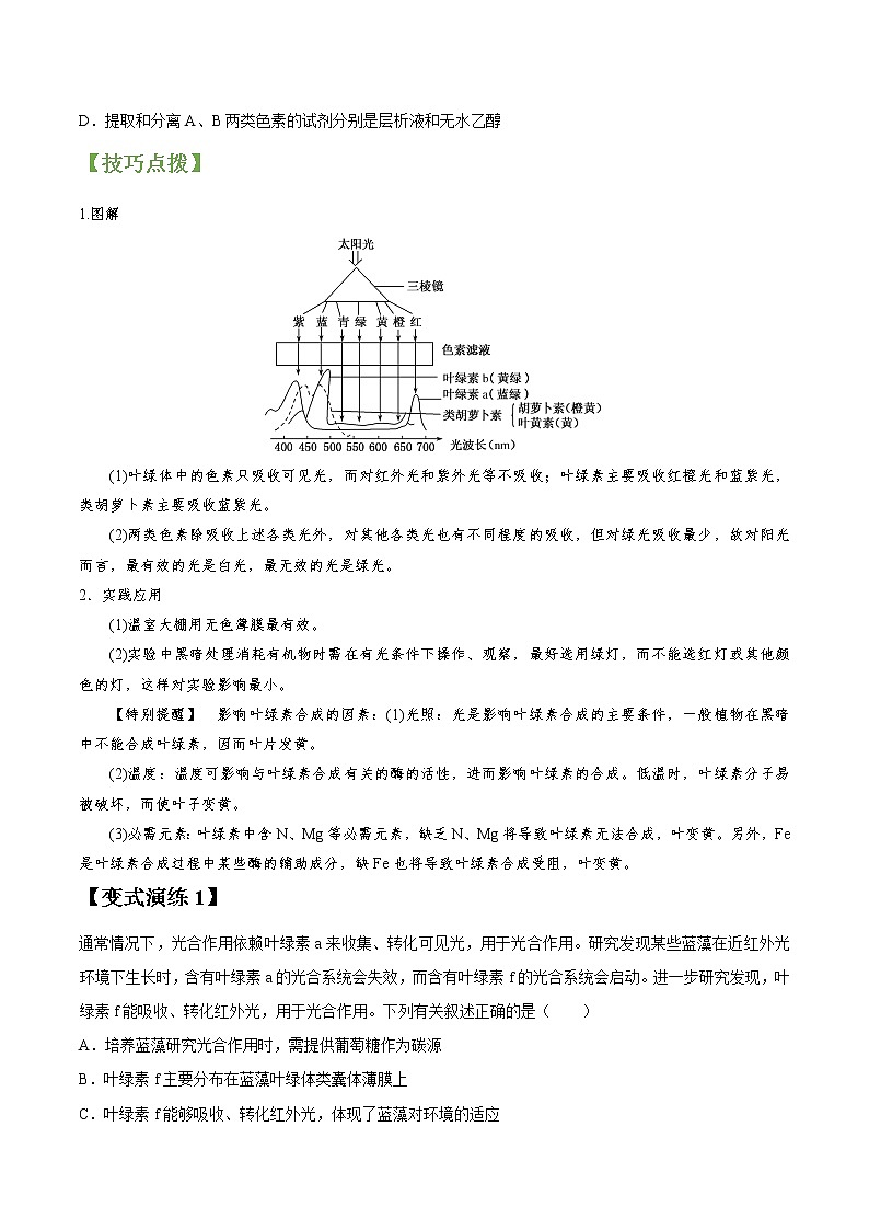 专题11 光合作用-高三毕业班生物常考点归纳与变式演练（原卷版）第2页