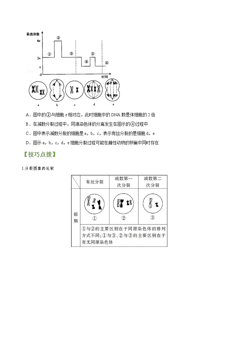 专题14 减数分裂和受精作用-高三毕业班生物常考点归纳与变式演练（原卷版）第2页