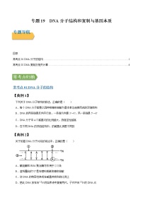 专题19 DNA分子结构和复制与基因本质-高三毕业班生物常考点归纳与变式演练