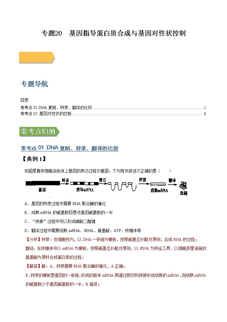 专题20 基因指导蛋白质合成与基因对性状控制-高三毕业班生物常考点归纳与变式演练（解析版）第1页
