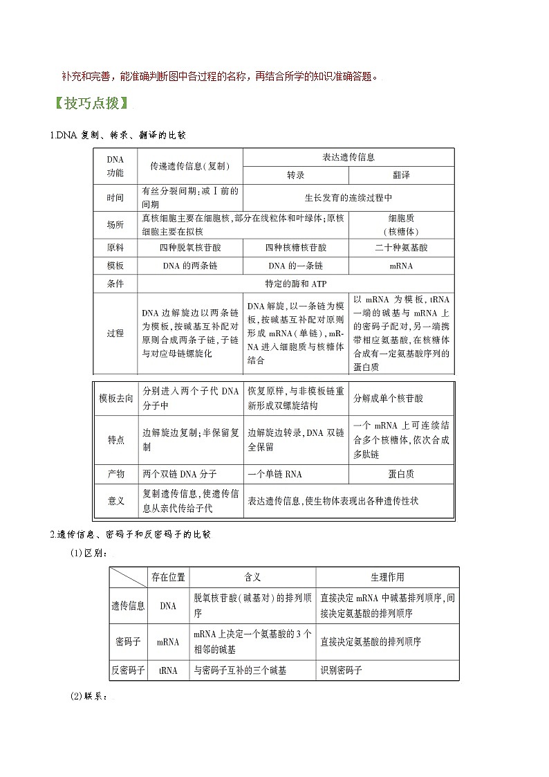 专题20 基因指导蛋白质合成与基因对性状控制-高三毕业班生物常考点归纳与变式演练（解析版）第3页