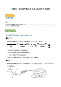 专题20 基因指导蛋白质合成与基因对性状控制-高三毕业班生物常考点归纳与变式演练