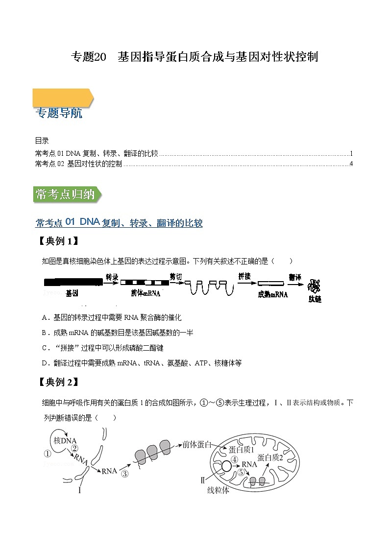 专题20 基因指导蛋白质合成与基因对性状控制-高三毕业班生物常考点归纳与变式演练（原卷版）第1页