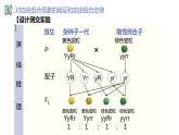 1.2 孟德尔的豌豆杂交实验（二）（第二课时）-【名校同步】2022-2023学年高一生物教学同步课件（人教版2019必修2）