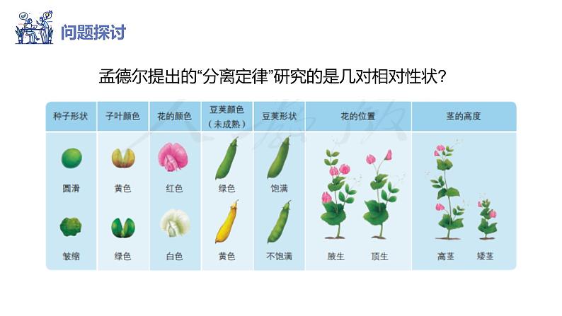 1.2 孟德尔的豌豆杂交实验（二）（第一课时）-【名校同步】2022-2023学年高一生物教学同步课件（人教版2019必修2）第2页