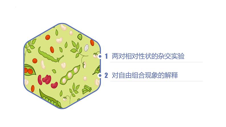 1.2 孟德尔的豌豆杂交实验（二）（第一课时）-【名校同步】2022-2023学年高一生物教学同步课件（人教版2019必修2）第5页