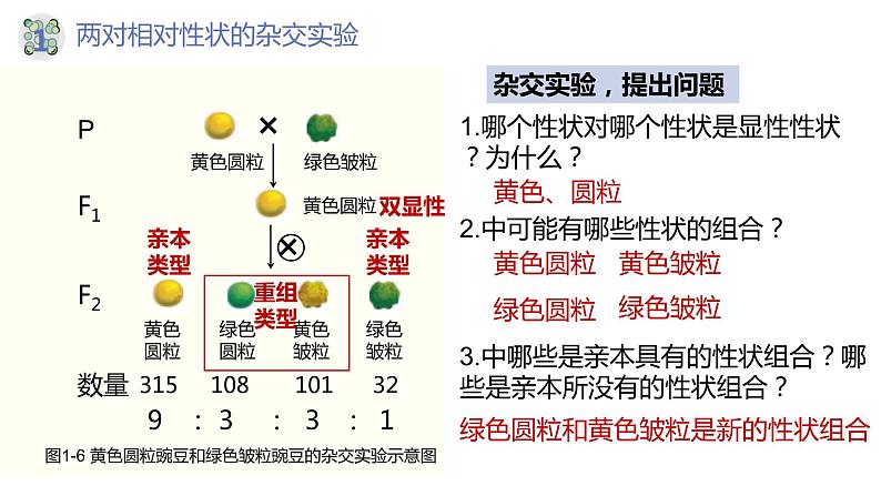 1.2 孟德尔的豌豆杂交实验（二）（第一课时）-【名校同步】2022-2023学年高一生物教学同步课件（人教版2019必修2）第6页