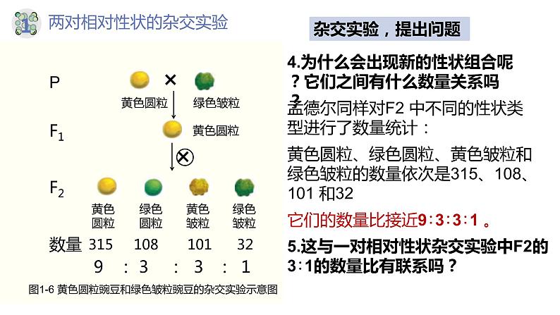 1.2 孟德尔的豌豆杂交实验（二）（第一课时）-【名校同步】2022-2023学年高一生物教学同步课件（人教版2019必修2）第7页