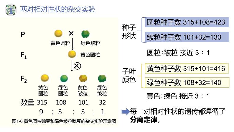 1.2 孟德尔的豌豆杂交实验（二）（第一课时）-【名校同步】2022-2023学年高一生物教学同步课件（人教版2019必修2）第8页