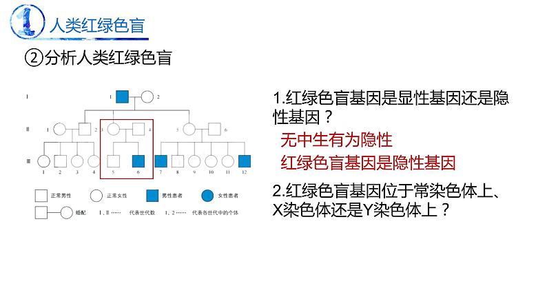 2.3 伴性遗传-【名校同步】2022-2023学年高一生物教学同步课件（人教版2019必修2）第7页