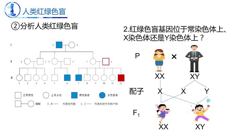 2.3 伴性遗传-【名校同步】2022-2023学年高一生物教学同步课件（人教版2019必修2）第8页