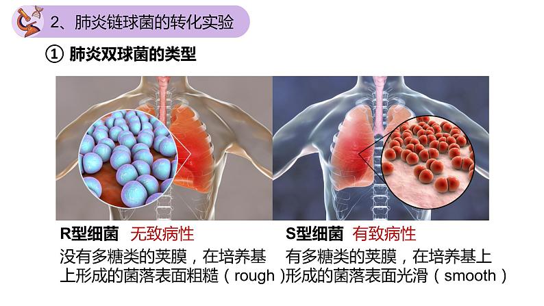 3.1 DNA是主要的遗传物质（第一课时）-【名校同步】2022-2023学年高一生物教学同步课件（人教版2019必修2）第6页