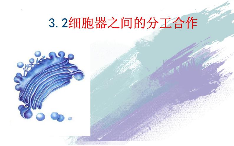 3.2细胞器之间的分工合作课件-2022-2023学年高一上学期生物人教版（2019）必修1第2页