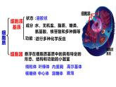 3.2细胞器之间的分工合作课件-2022-2023学年高一上学期生物人教版（2019）必修1