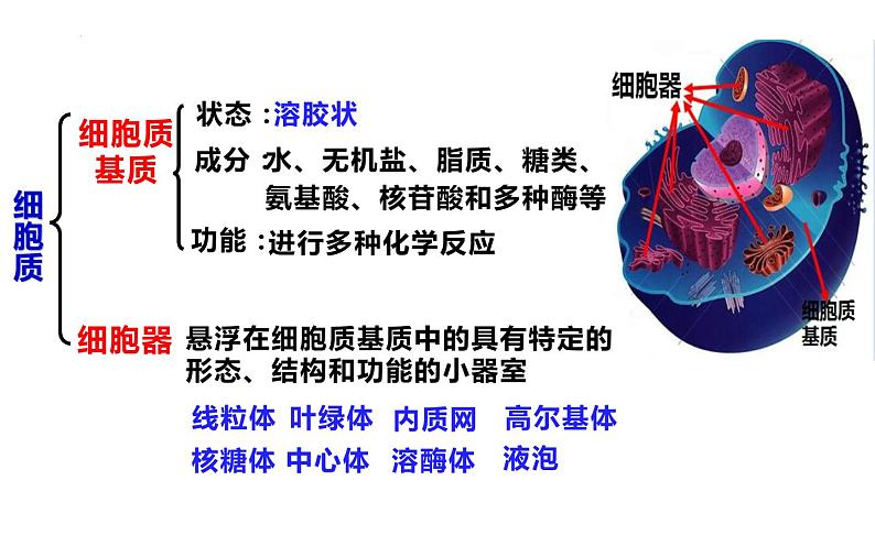 3.2细胞器之间的分工合作课件-2022-2023学年高一上学期生物人教版（2019）必修1第3页