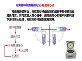 3.2细胞器之间的分工合作课件-2022-2023学年高一上学期生物人教版（2019）必修1