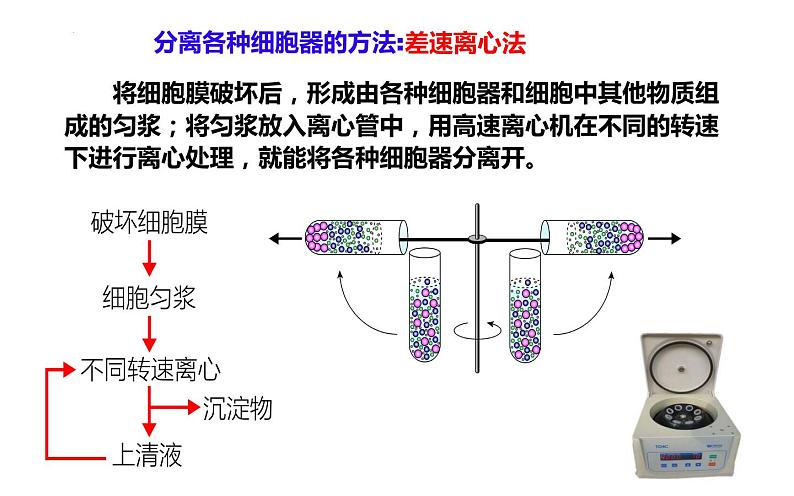 3.2细胞器之间的分工合作课件-2022-2023学年高一上学期生物人教版（2019）必修1第4页