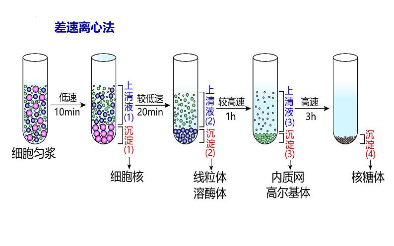 3.2细胞器之间的分工合作课件-2022-2023学年高一上学期生物人教版（2019）必修1第5页