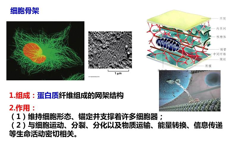 3.2细胞器之间的分工合作课件-2022-2023学年高一上学期生物人教版（2019）必修1第6页