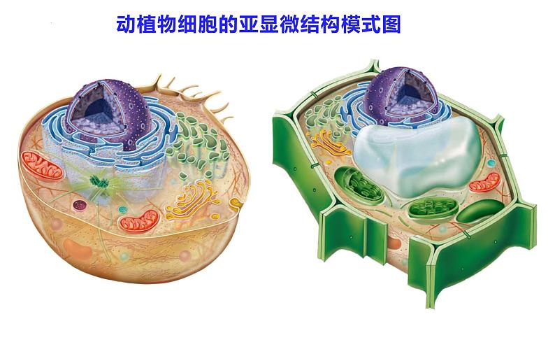 3.2细胞器之间的分工合作课件-2022-2023学年高一上学期生物人教版（2019）必修1第7页